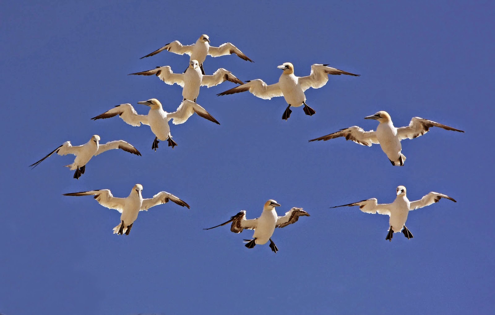 Сезонные перелеты птиц